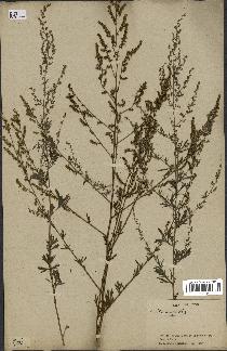 spécimen de Artemisia sp.