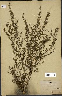 spécimen de Artemisia sp.