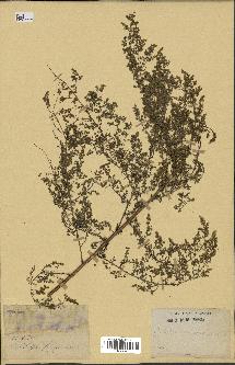 spécimen de Artemisia arborescens