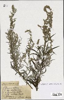 spécimen de Artemisia vulgaris