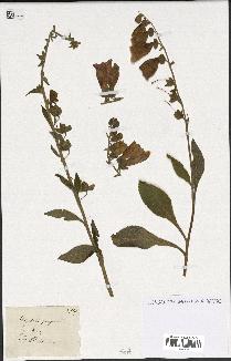 spécimen de Digitalis purpurea