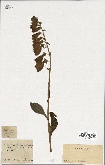 spécimen de Digitalis purpurea