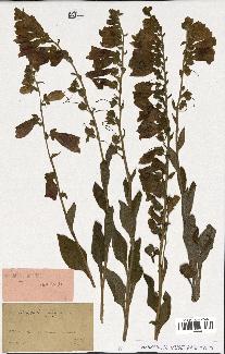 spécimen de Digitalis purpurea