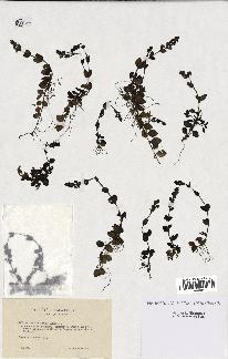 spécimen de Veronica serpyllifolia