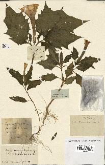 spécimen de Datura stramonium