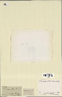 spécimen de indet.