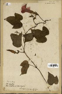 spécimen de Ipomoea purga