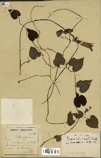 spécimen de Ipomoea indica