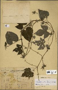 spécimen de Ipomoea indica