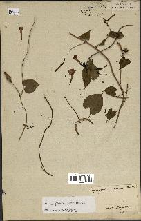 spécimen de Ipomoea hederifolia