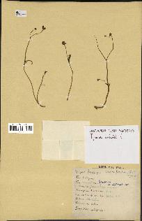 spécimen de Ipomoea hederifolia