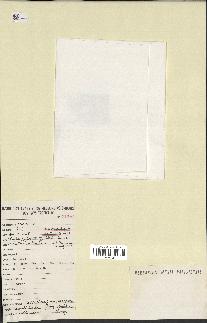 spécimen de Convolvulus rhyniospermus