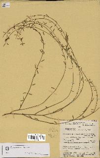 spécimen de Cynanchum sp.