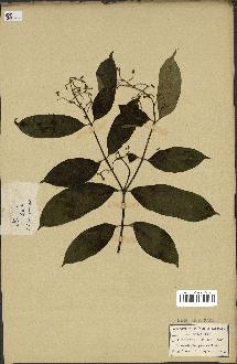 spécimen de Vinca difformis