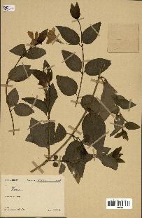 spécimen de Vinca difformis