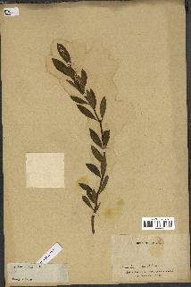 spécimen de Vinca difformis