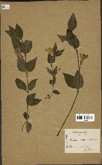 spécimen de Vinca difformis