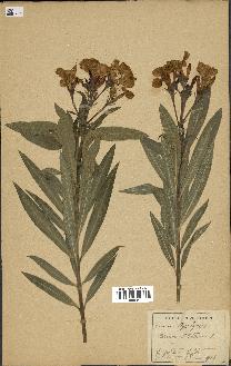 spécimen de Vinca difformis