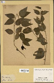 spécimen de Vinca difformis