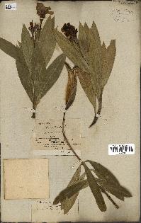 spécimen de Nerium oleander
