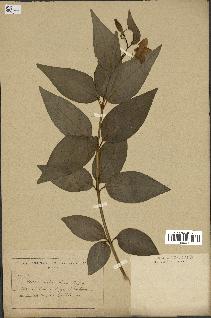 spécimen de Vinca difformis
