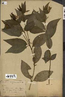 spécimen de Vinca difformis