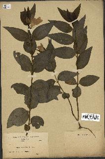 spécimen de Vinca difformis