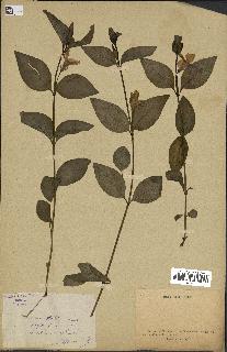 spécimen de Vinca difformis