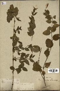 spécimen de Vinca difformis
