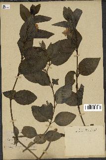spécimen de Vinca difformis