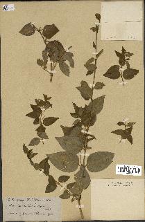 spécimen de Vinca difformis