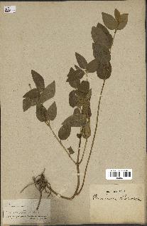 spécimen de Vinca difformis