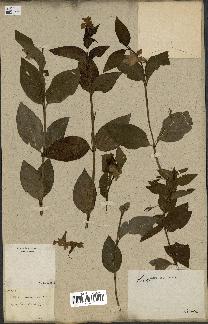 spécimen de Vinca difformis