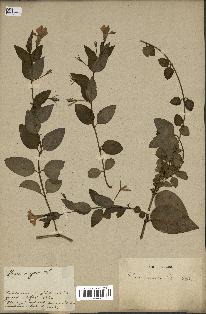 spécimen de Vinca difformis