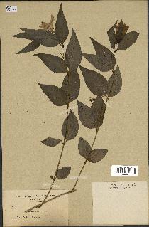 spécimen de Vinca difformis