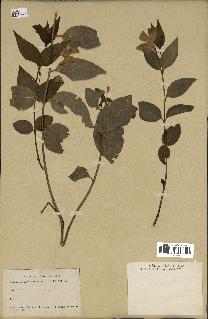 spécimen de Vinca difformis