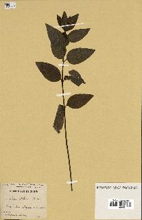 spécimen de Vinca difformis