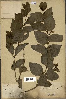 spécimen de Vinca difformis