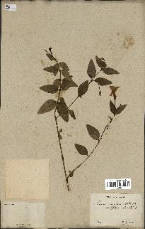 spécimen de Vinca difformis