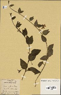 spécimen de Vinca difformis
