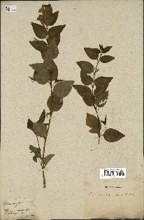 spécimen de Vinca difformis