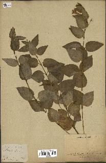 spécimen de Vinca difformis