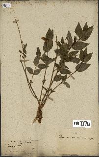 spécimen de Vinca difformis