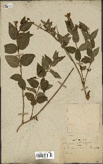 spécimen de Vinca difformis
