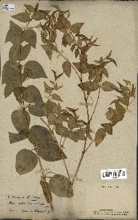 spécimen de Vinca difformis