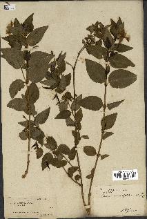 spécimen de Vinca difformis