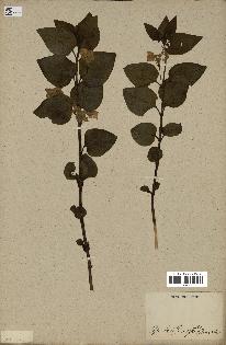 spécimen de Vinca difformis