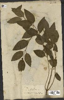 spécimen de Vinca difformis