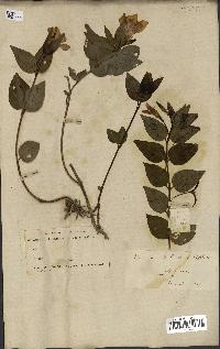 spécimen de Vinca difformis