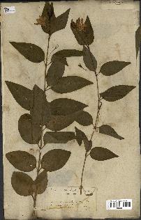 spécimen de Vinca difformis